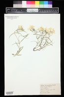 Phlox longifolia image