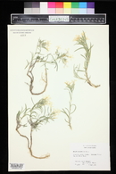 Phlox longifolia image