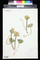 Anemonastrum zephyrum image