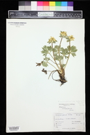 Anemone narcissiflora image