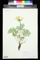 Anemonastrum zephyrum image