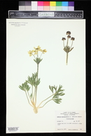 Anemonastrum zephyrum image