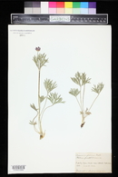 Anemone multifida image