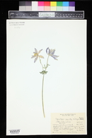 Aquilegia coerulea image