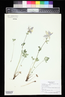 Aquilegia coerulea image