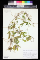 Clematis occidentalis image