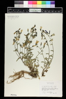 Campanula patula image