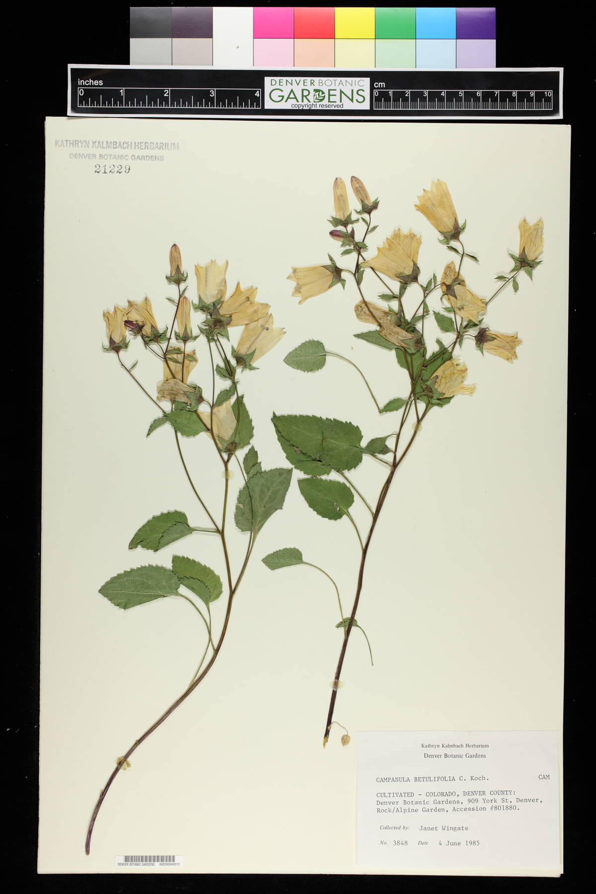Campanula betulifolia image