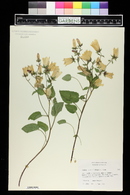 Image of Campanula betulifolia