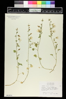 Campanula poscharskyana image