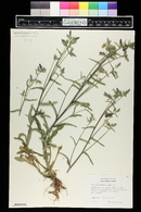 Campanula rhomboidalis image