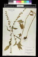 Campanulastrum americanum image