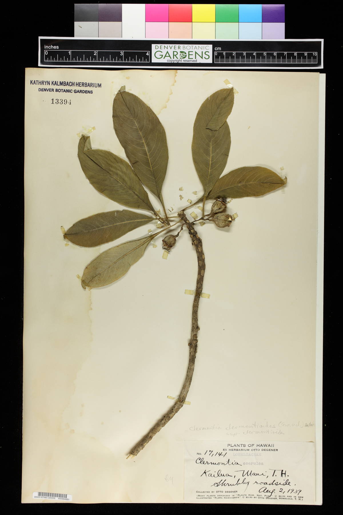 Clermontia coerulea image