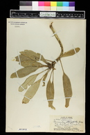 Clermontia oblongifolia image