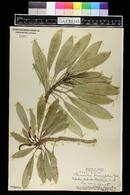 Clermontia persicifolia image