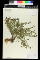 Cyananthus lobatus image