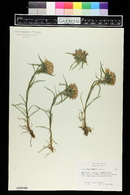 Image of Edraianthus serbicus