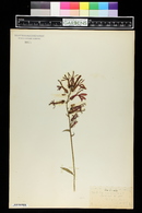 Lobelia cardinalis image