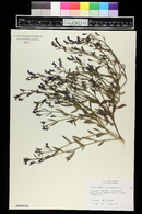 Lobelia erinus image