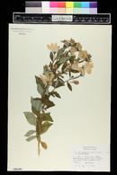 Platycodon grandiflorus image