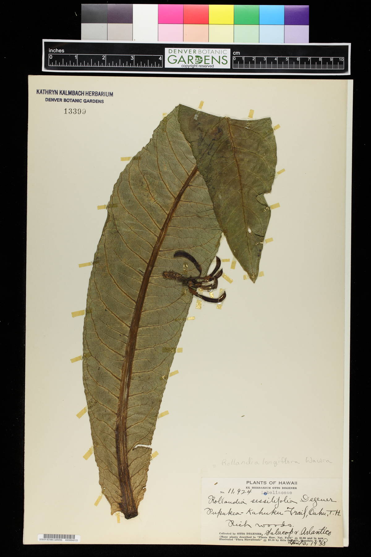 Rollandia sessilifolia image