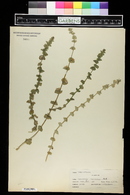 Specularia leptocarpa image