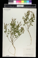 Polanisia dodecandra subsp. dodecandra image