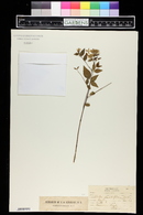 Abelia grandifolia image