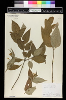 Diervilla lonicera image