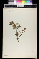 Lonicera canadensis image