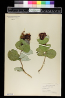 Lonicera flava image