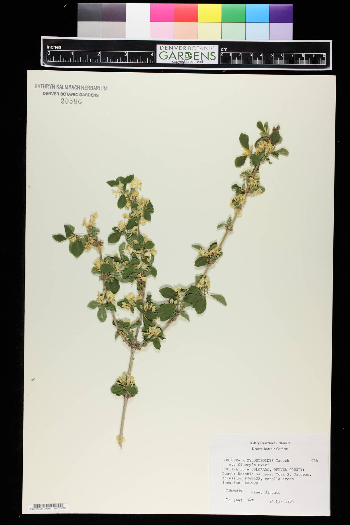 Lonicera × xylosteoides image