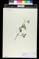 Symphoricarpos albus image