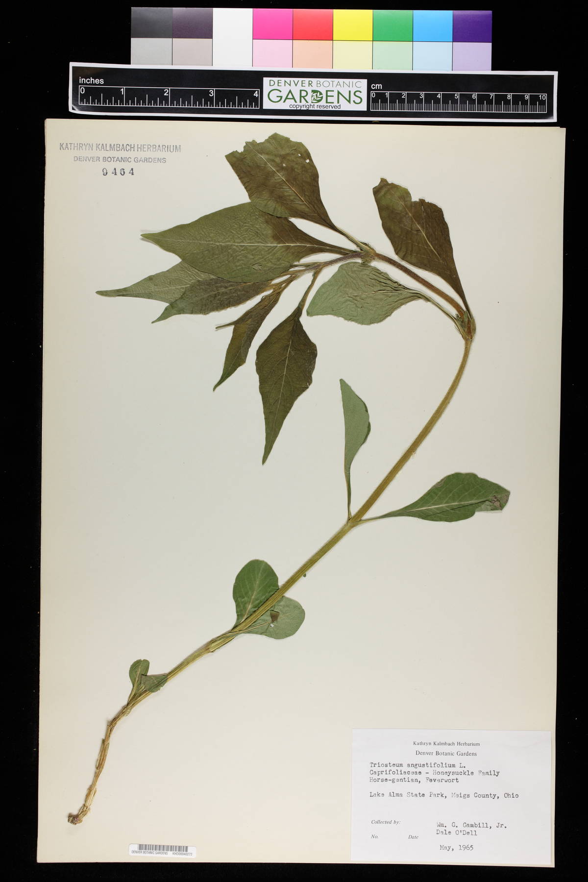 Triosteum angustifolium image