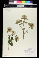 Viburnum carlesii image