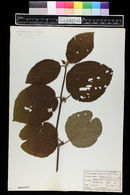 Viburnum lantanoides image