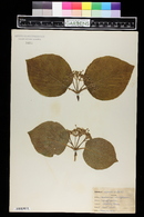 Viburnum lantanoides image