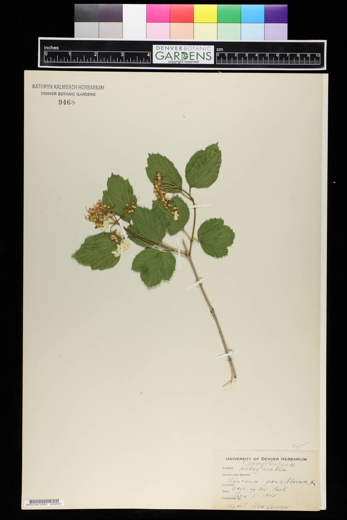 Viburnum pauciflorum image