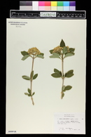 Viburnum burejaeticum image