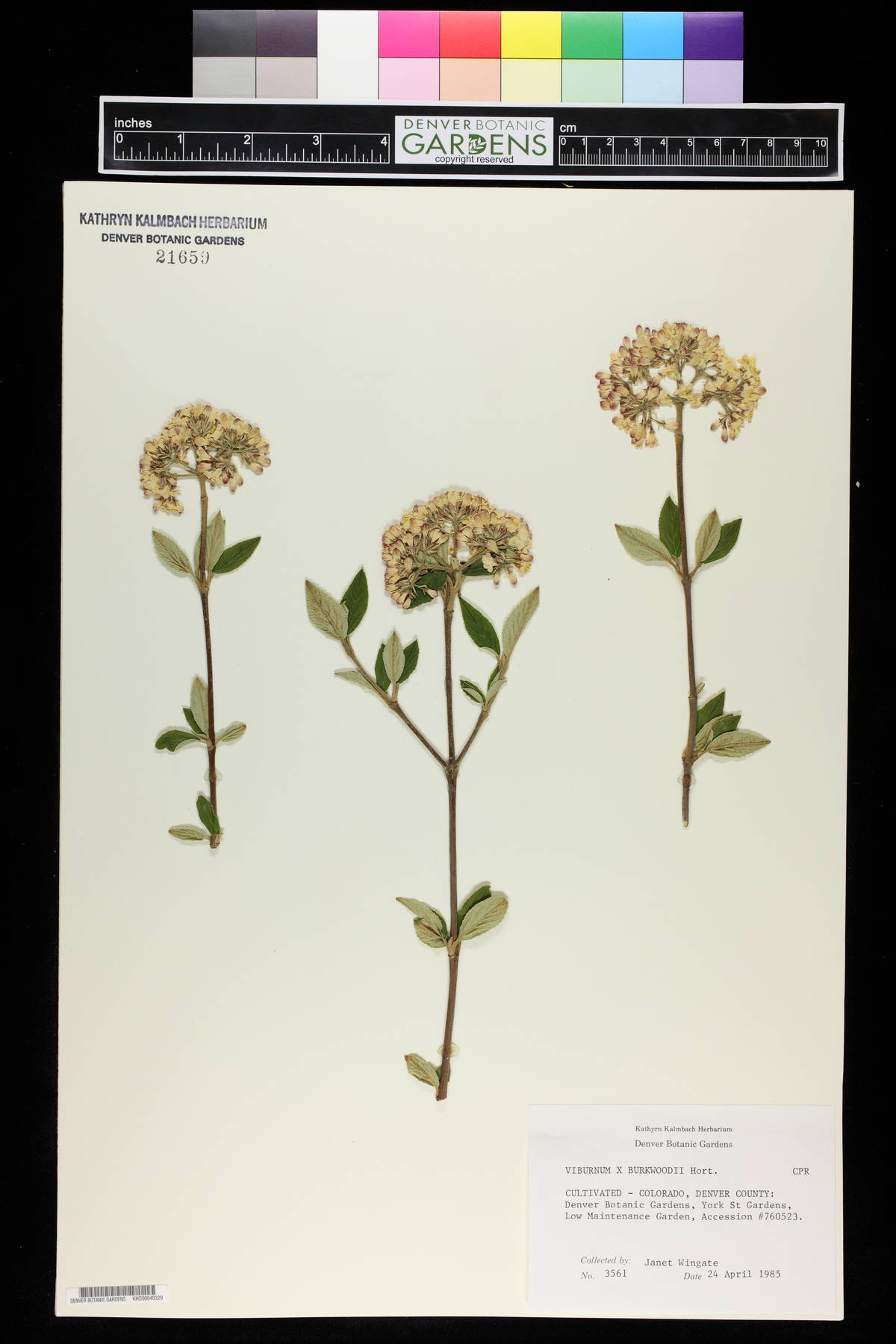 Viburnum x burkwoodii image