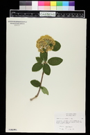 Viburnum cotinifolium image