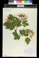 Viburnum sargentii image