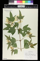 Viburnum trilobum image