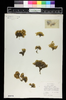 Arenaria bryoides image