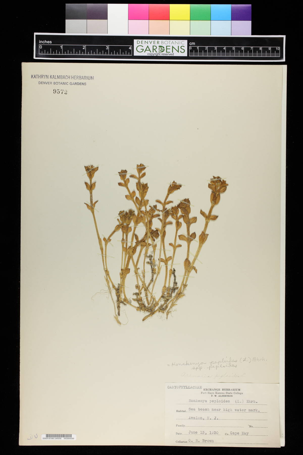 Honckenya peploides subsp. peploides image