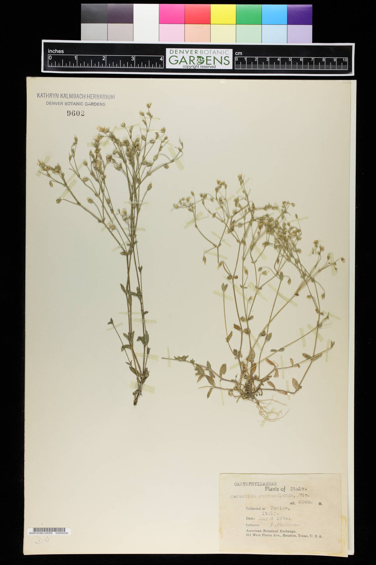 Cerastium ligusticum subsp. ligusticum image