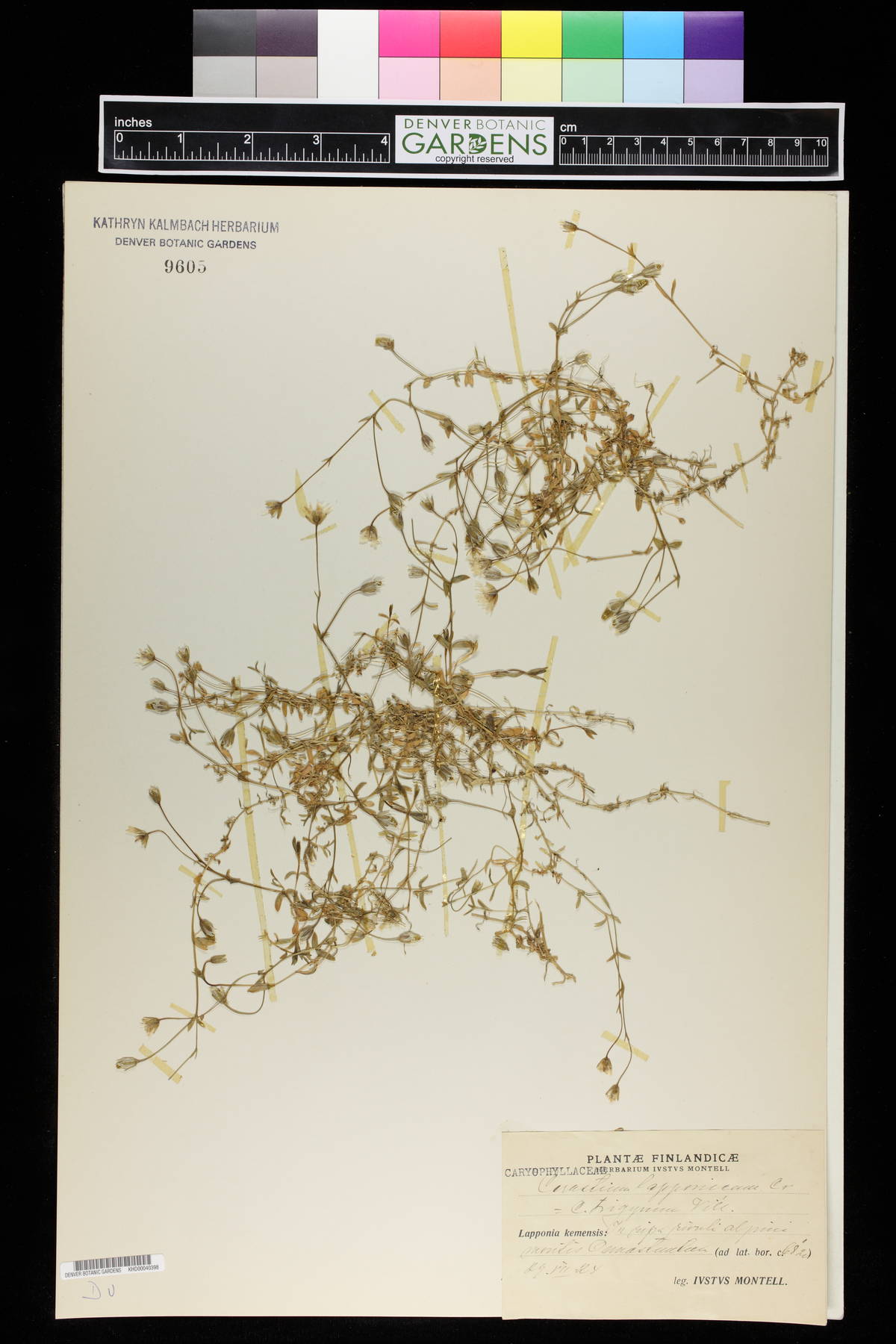 Cerastium lapponicum image