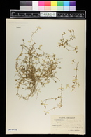 Cerastium lapponicum image