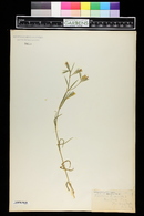 Dianthus armeria image