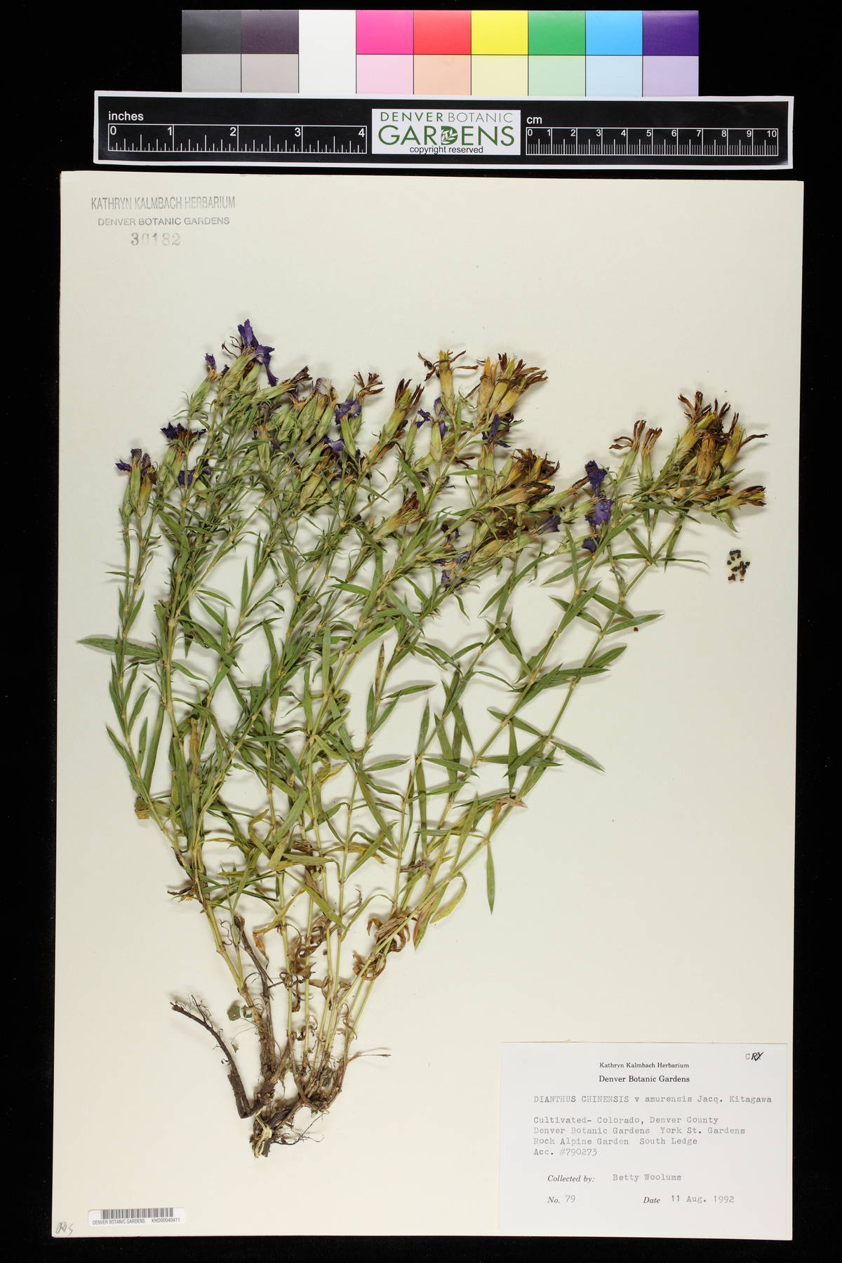 Dianthus chinensis subsp. chinensis image
